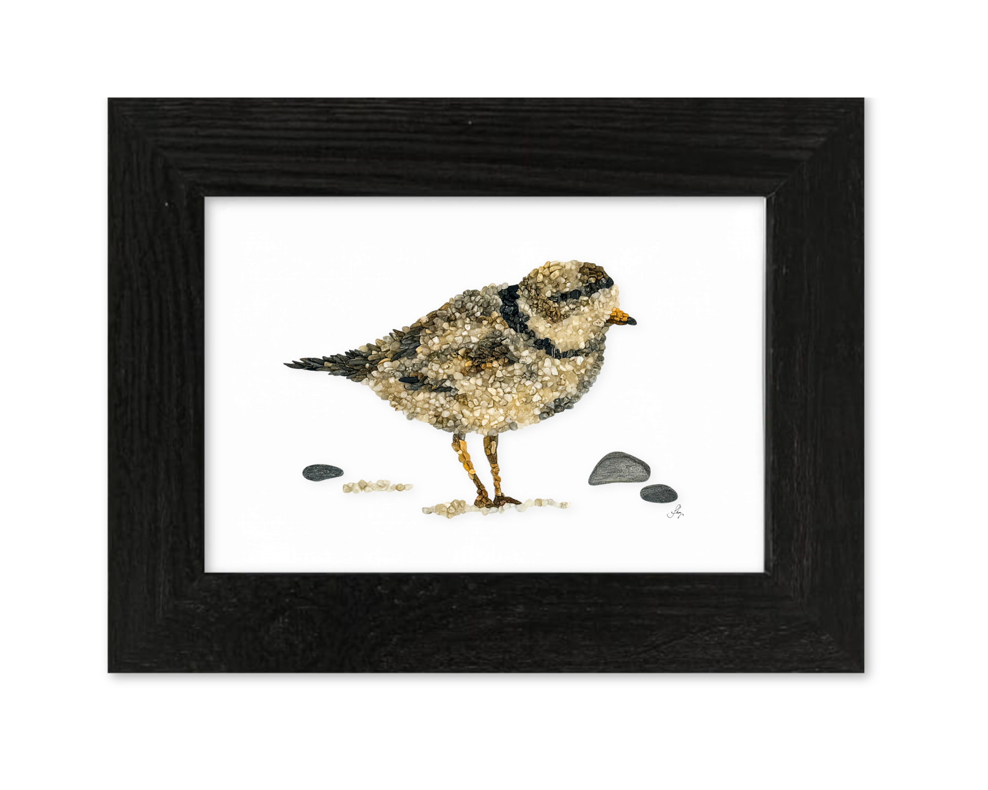 Piping Plover Print