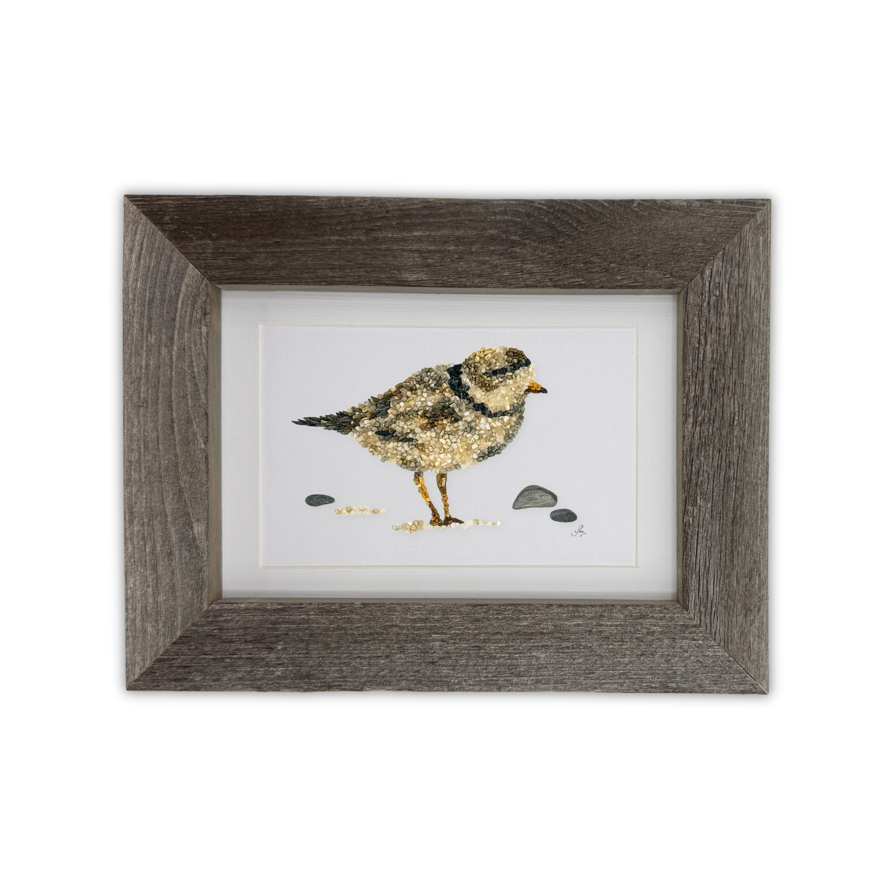 Piping Plover Print