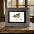 Piping Plover Print