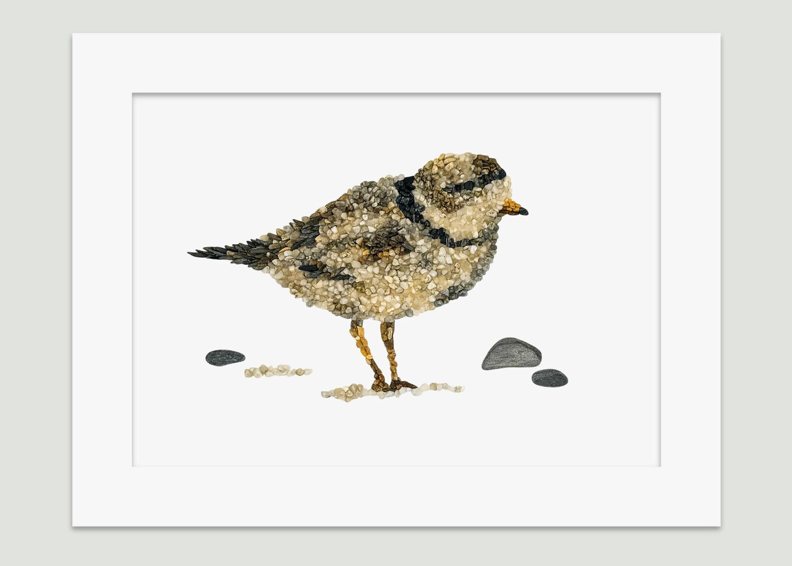 Piping Plover Print