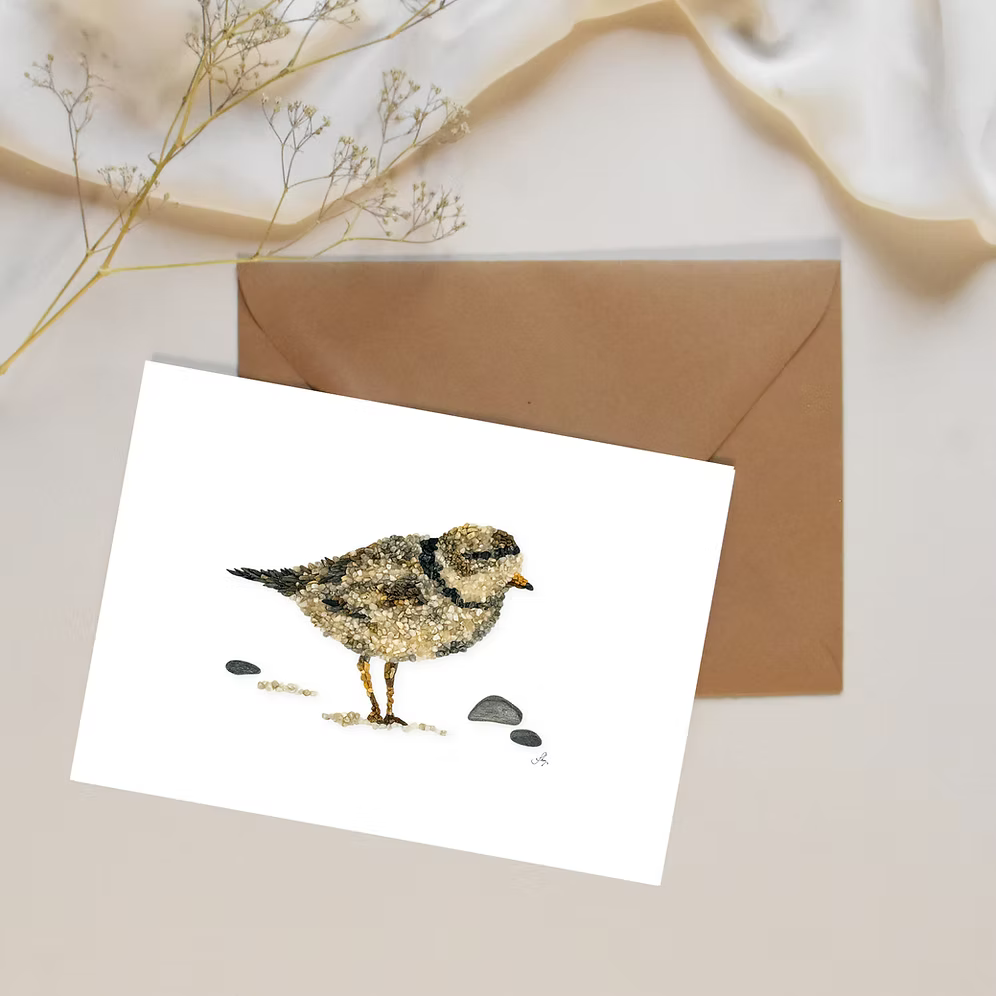 Piping Plover Bird All Occasion Card