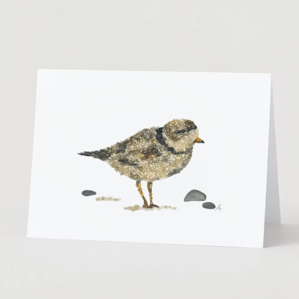 Piping Plover Bird All Occasion Card