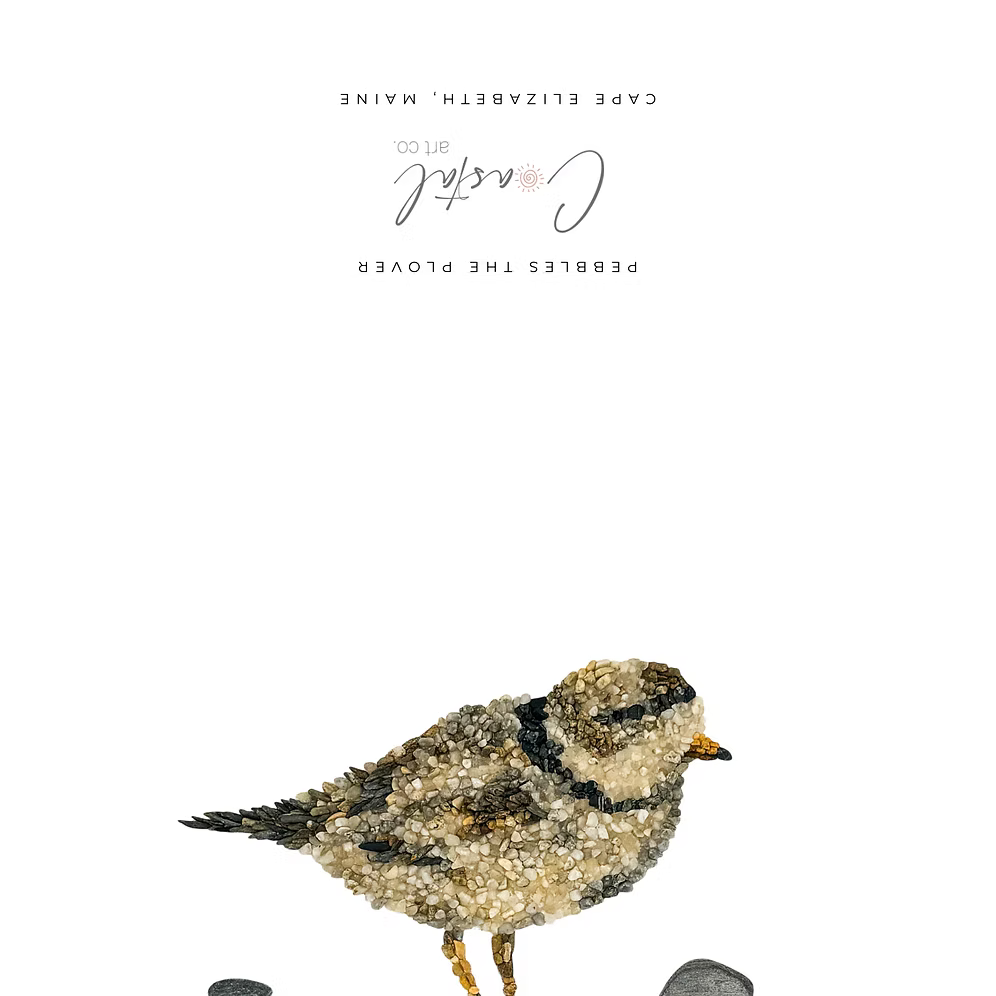 Piping Plover Bird All Occasion Card