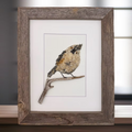 Titmouse Bird Original