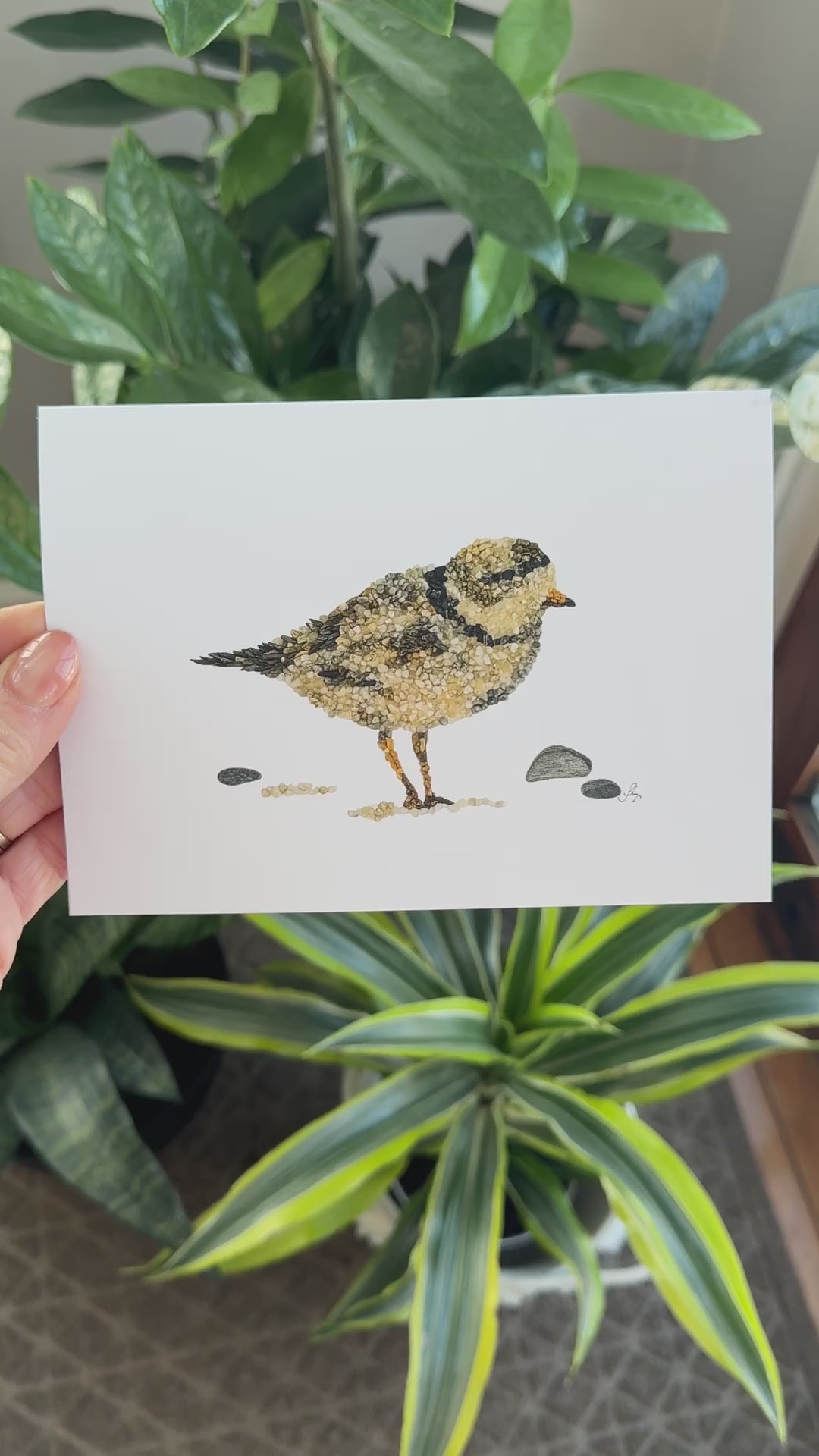 Piping Plover Bird All Occasion Card